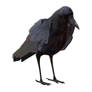 Georg